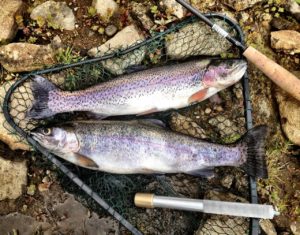 trout, rainbow, fish-2060370.jpg